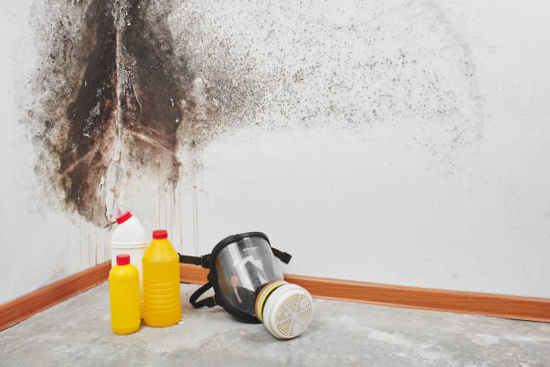 Mold Removal and Inspection in Alva, OK