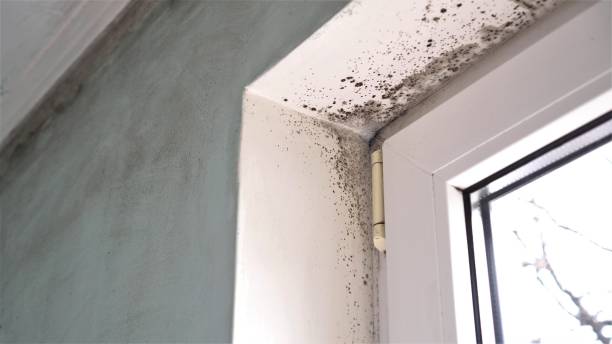 Best Fast Mold Removal  in Alva, OK