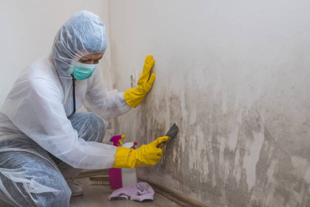 Office Mold Removal Services in Alva, OK