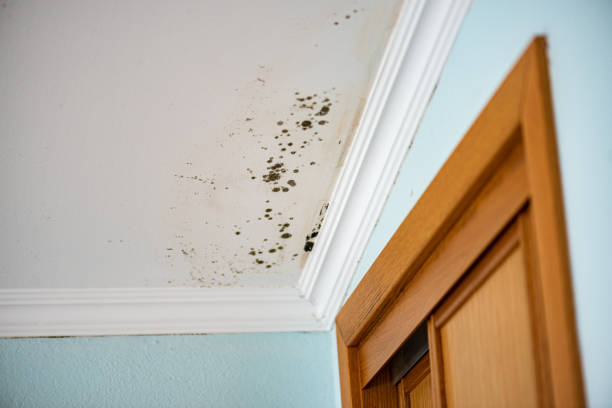 Best Professional Mold Removal  in Alva, OK