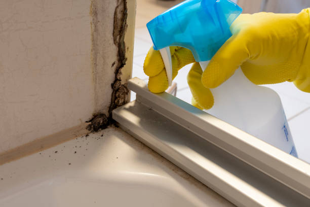 Best Toxic Mold Removal  in Alva, OK