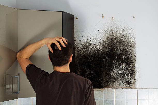 Best Home Mold Removal  in Alva, OK