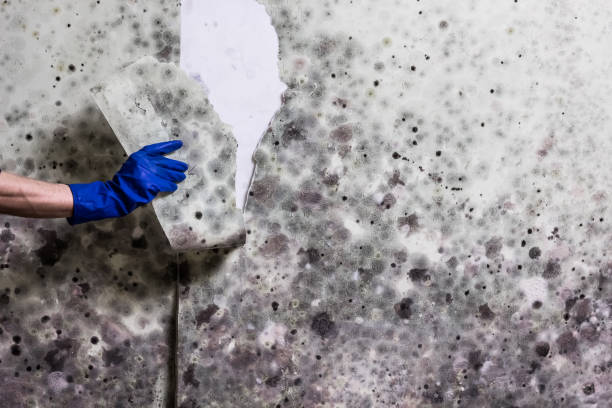 Best Mold Damage Repair  in Alva, OK